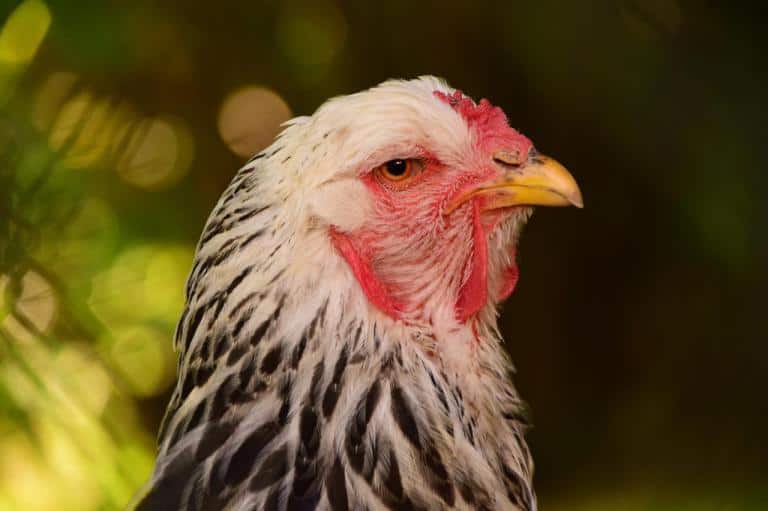 Use of additives in the poultry industry in Argentina