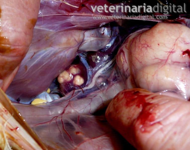 Breeding cocks renal granulomas