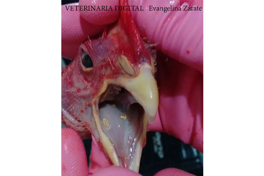 Differential diagnosis in oral plaque