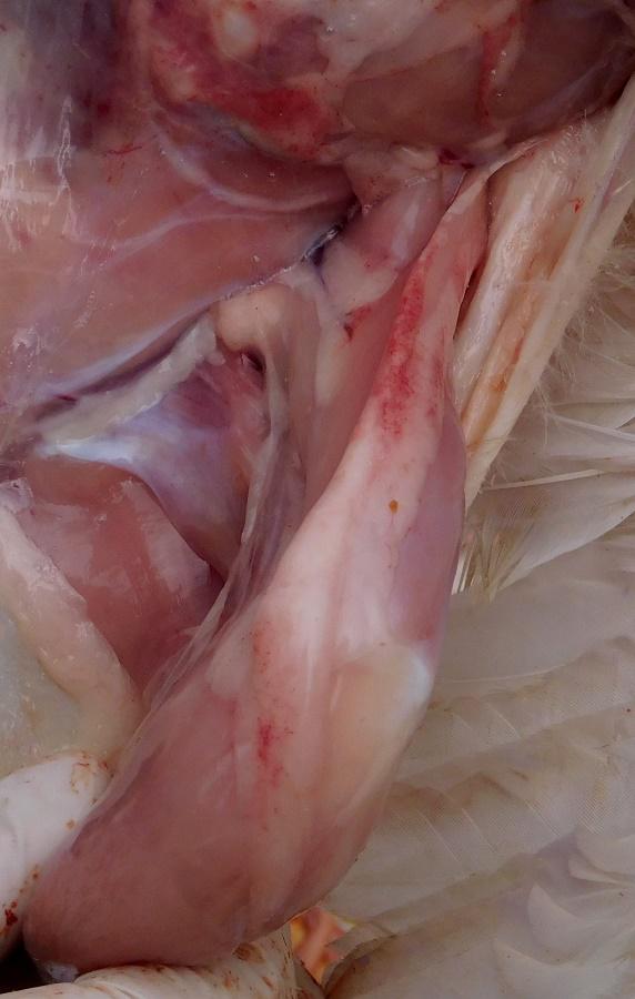 Septicemia aviar