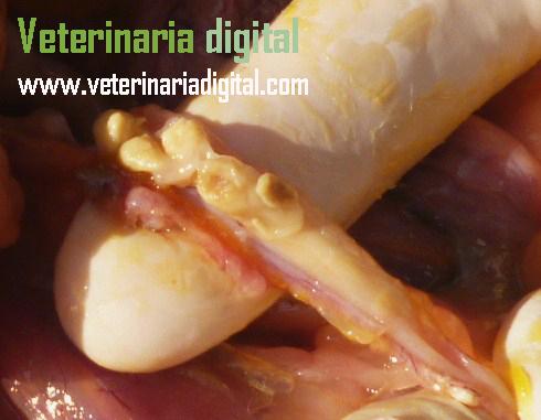 Bronquitis infecciosa aviar, flóculos en oviducto atrofiado