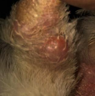 Avian pullorosis: Intestinal and joint nodules