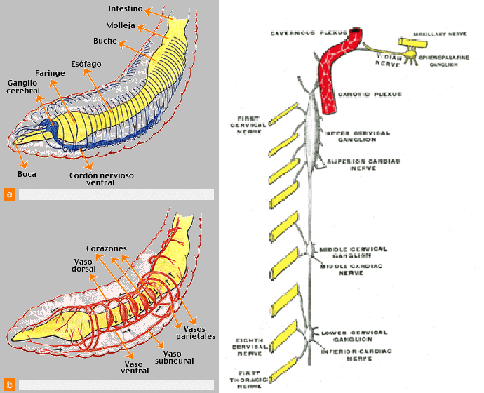 Cerebellum and autonomic nervous system origin. Dissemination 48th