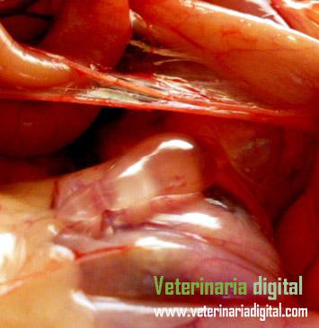 Hidrosalpingitis derecha por bronquitis infecciosa aviar