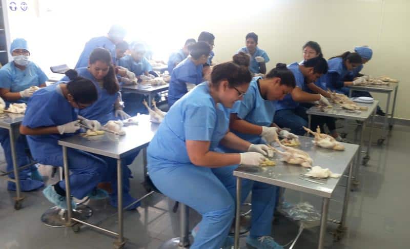 UCSUR y Biovet organizan el II Curso de Avicultura en Lima
