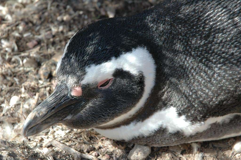 «Spheniscus magellanicus» Pinguino de Magallanes o Pinguino Patagonico 2.