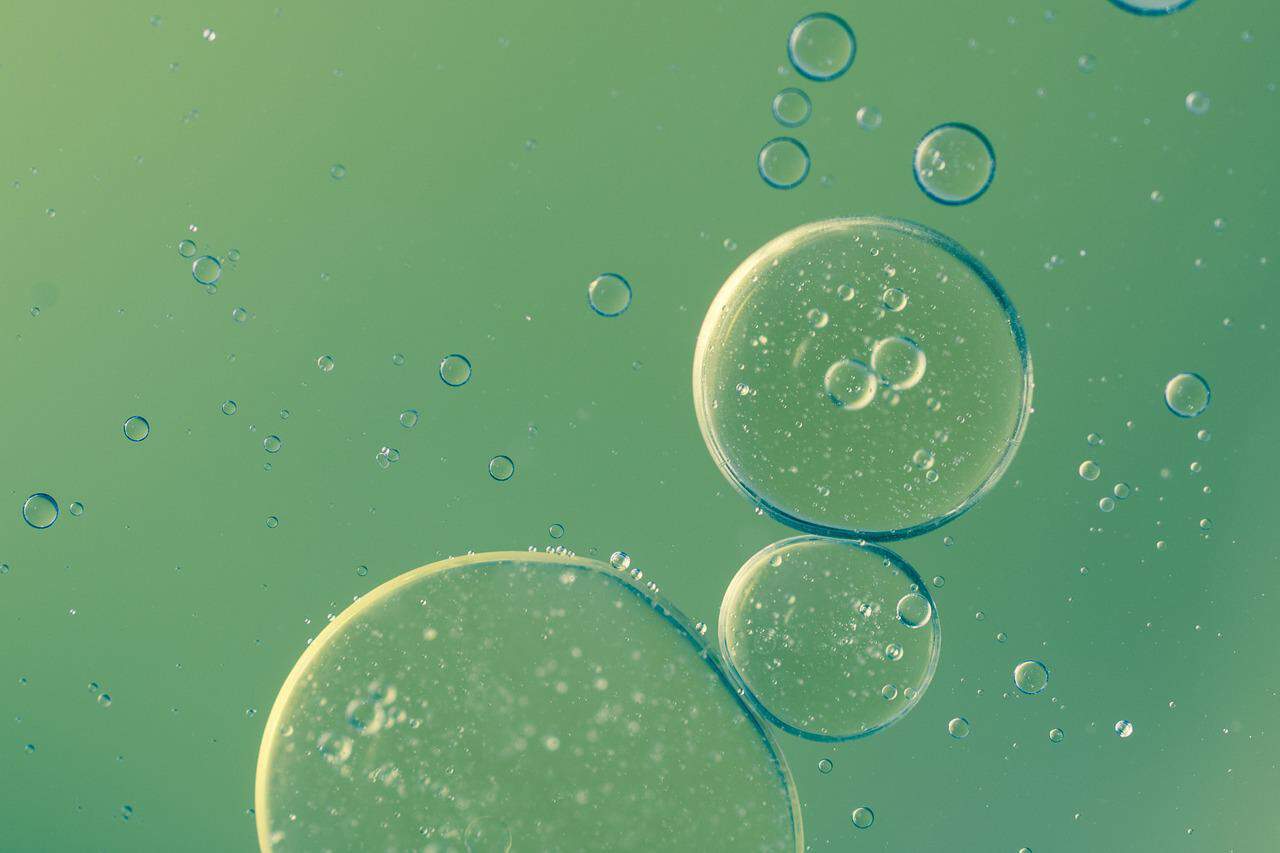 First animal prokaryotes: mitochondria. Dissemination 60th
