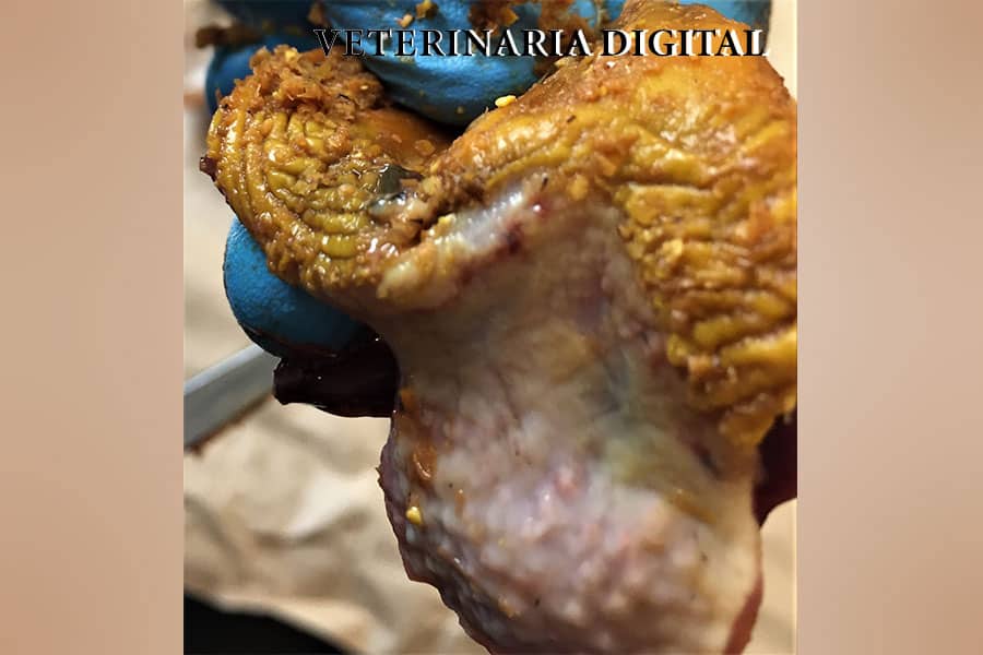 Clostridiosis aviar