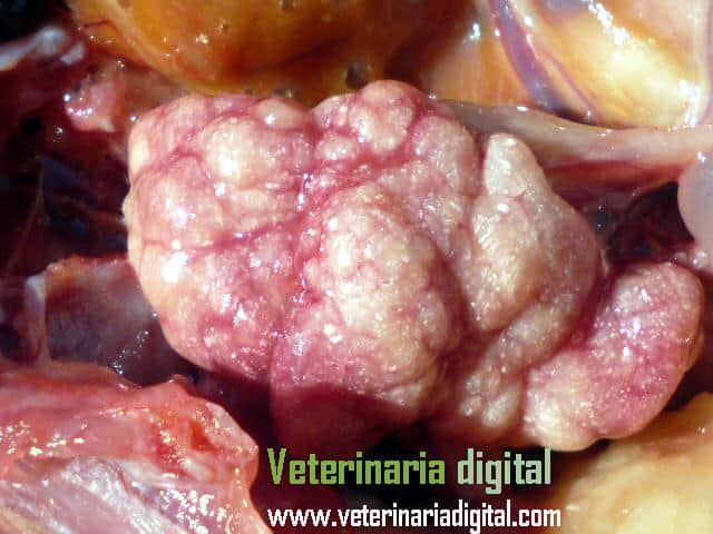 Gota visceral riñón