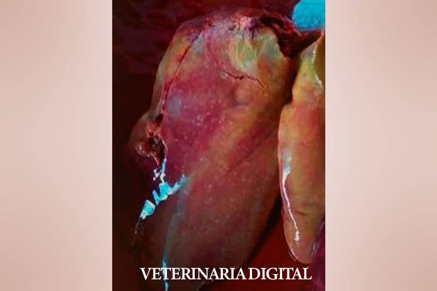 Hepatitis aviar por Shigella