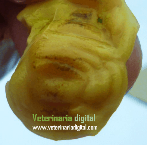 Prenatal injury in gizzard by enterobacteria SH2