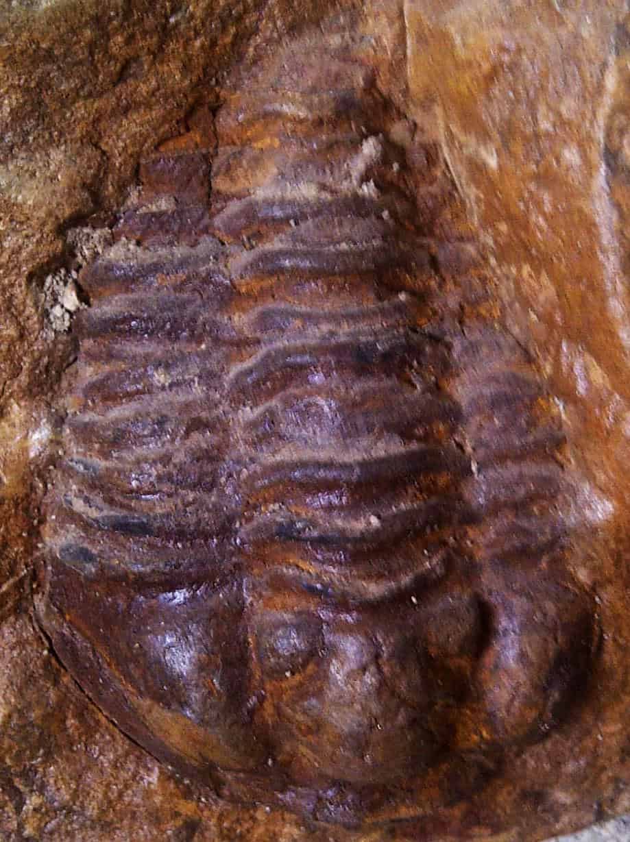 The evolution of the eye: Platynereis, trilobites, Anomalocaris and Helix. Dissemination 102nd