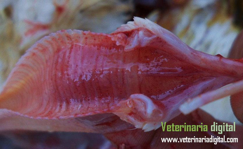 Traqueitis avicola en Sindrome  STS