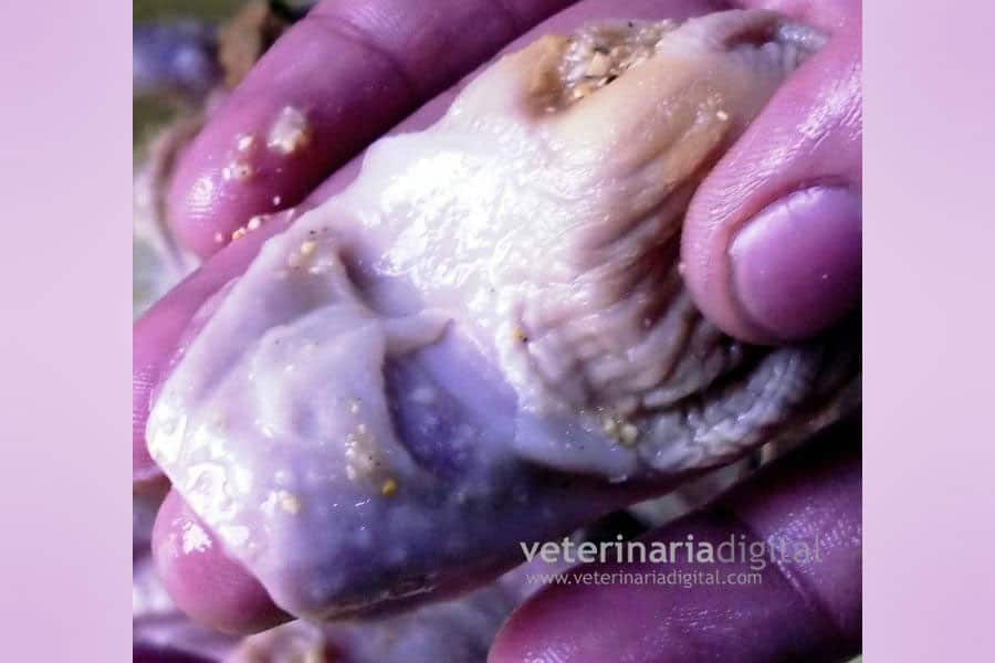 Lesiones en Molleja por Tricotecenos