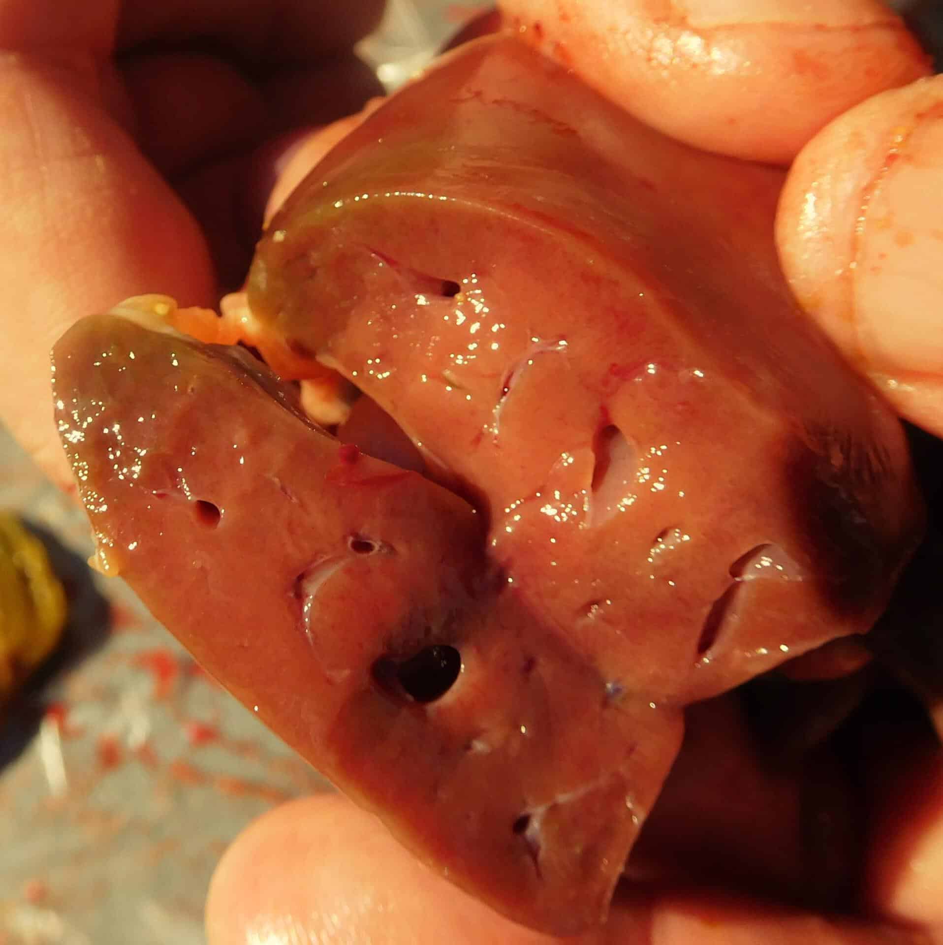Hepatoenteritis toxica infecciosa aviar