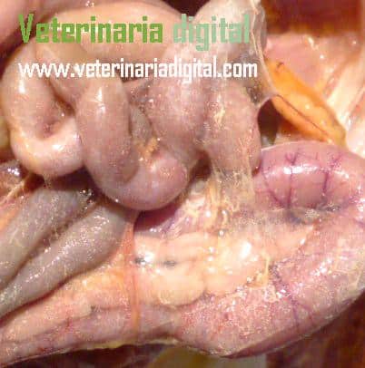 Avian visceral gout in peritoneum