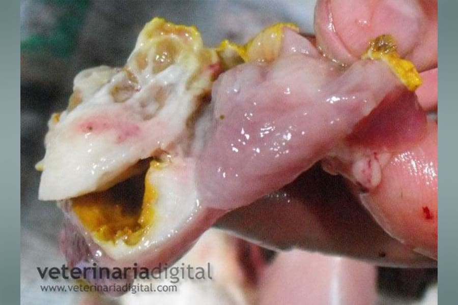 Injuries fungi in the horny layer of the gizzard