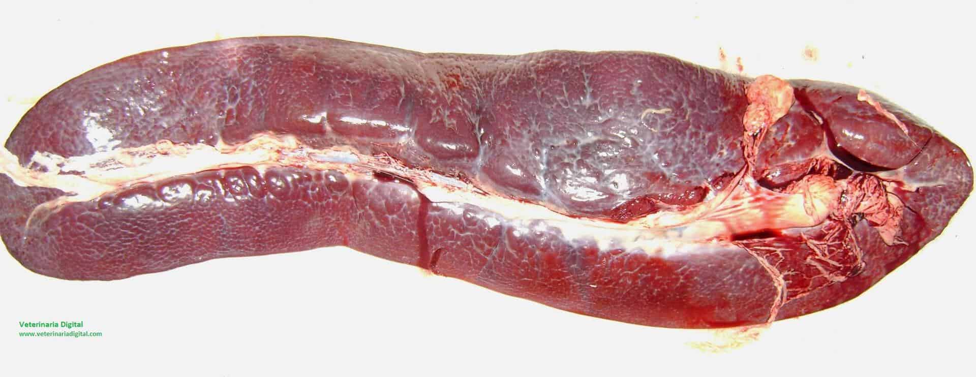 Splenitis in porcine clostridiosis