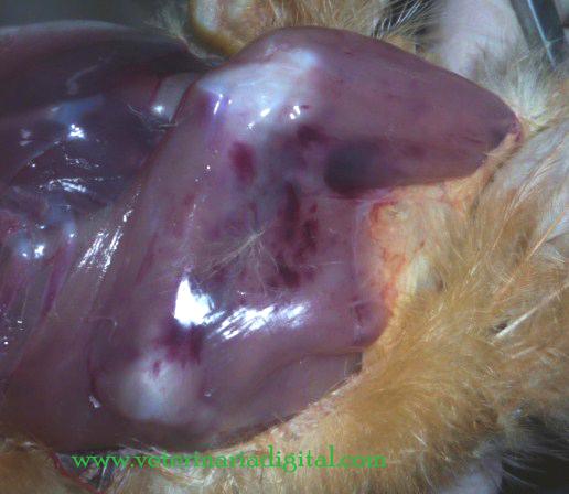 Aflatoxicosis aviar