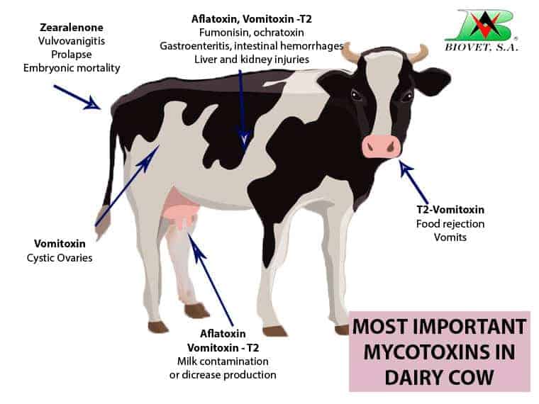 Impacto de las micotoxinas en la producción lechera