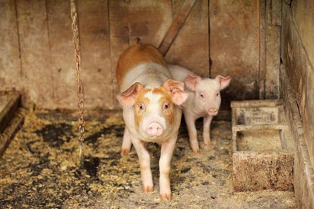 Growth promoters in pig farming