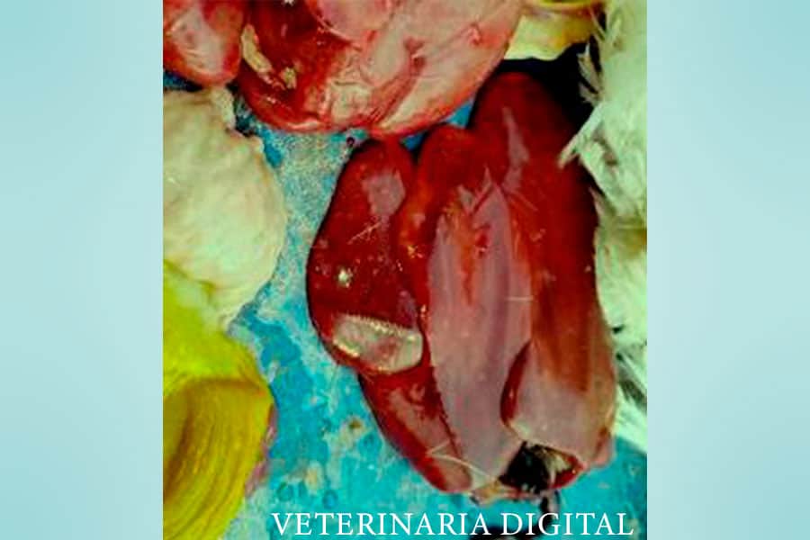 Hepatitis aviar por Shigella