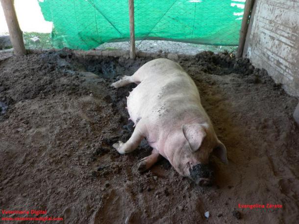 Swine Pathologies in Argentina