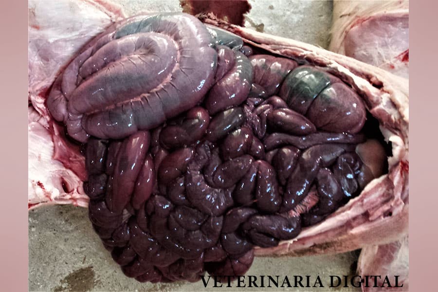Enteritis necrótica porcina