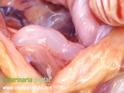 Bronquitis infecciosa: Hidrosalpingitis