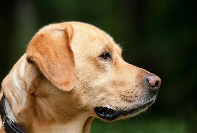 Inmunoestimulantes naturales para tu mascota
