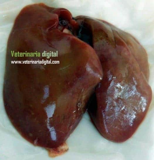 Hepatoenteritis toxica infecciosa aviar