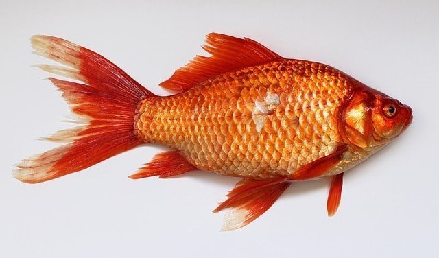 Fish Nutrition: Lipids