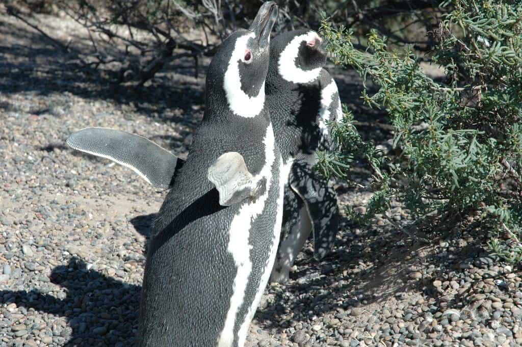 «Spheniscus magellanicus» Pinguino de Magallanes o Pinguino Patagonico 1.