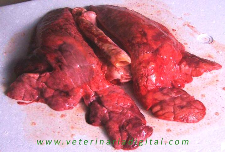 Porcine pneumonia 4th degree