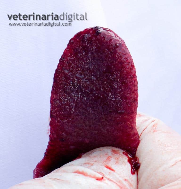 Porcine Dermatitis Nephropathy Syndrome.