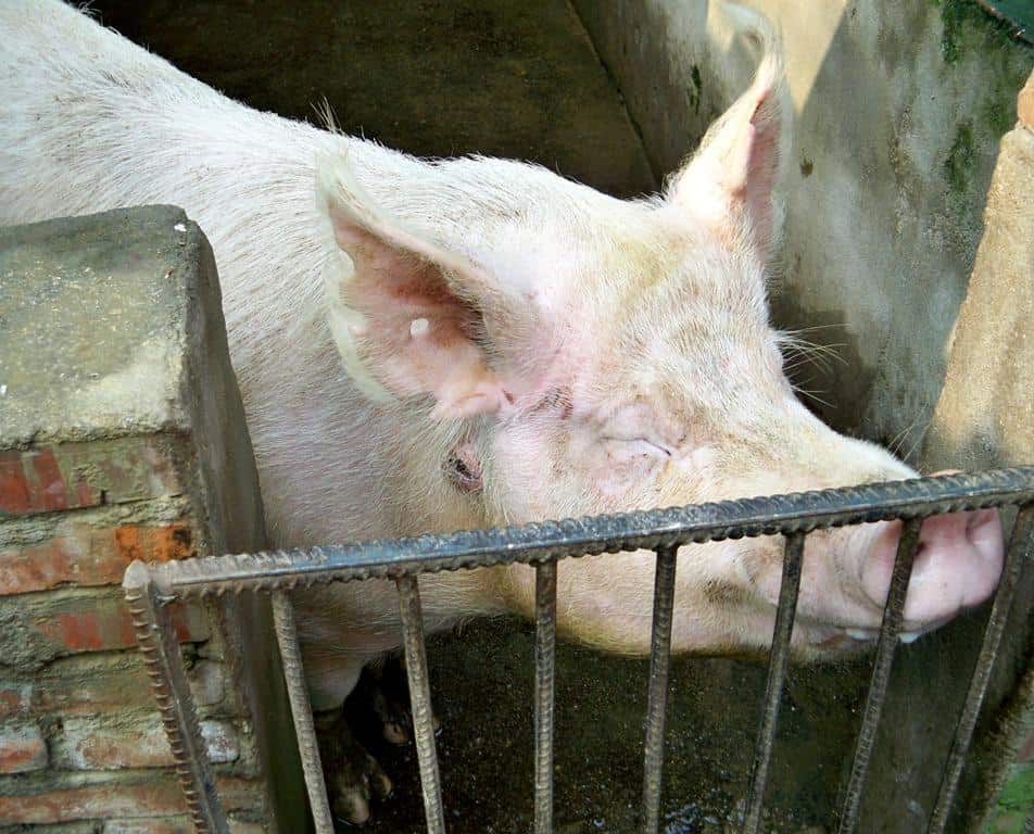 Absceso ganglio retrofaríngeo por actinobacilosis