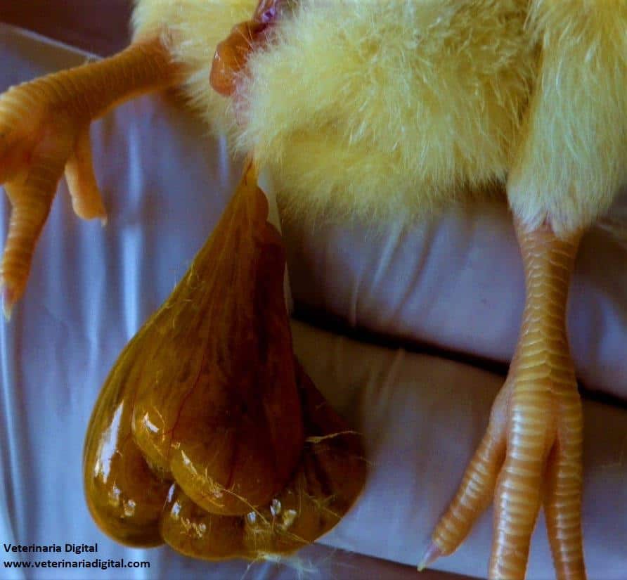Yolk Sac in Avian Infectious Toxic Hepatoenteritis