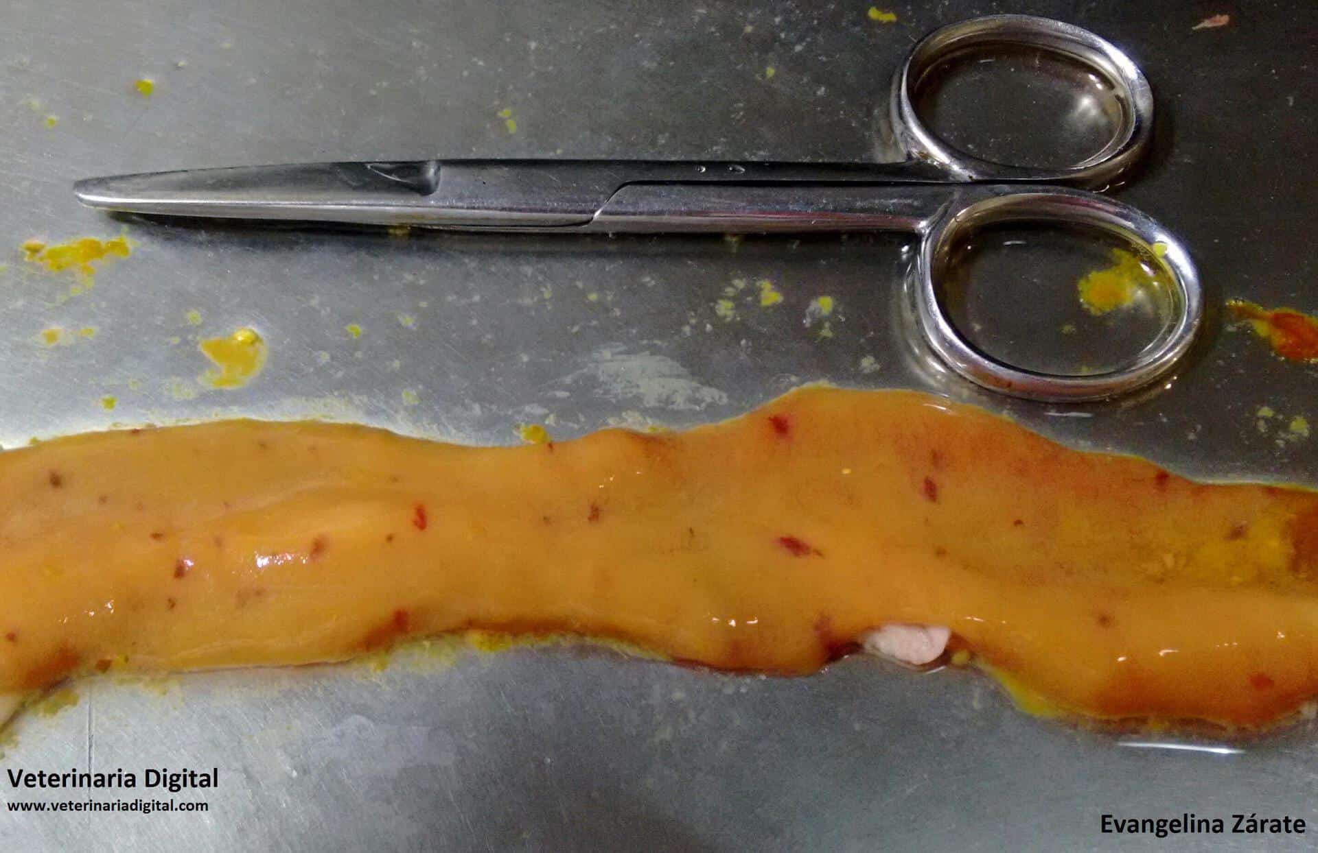 Enteritis necrótica aviar