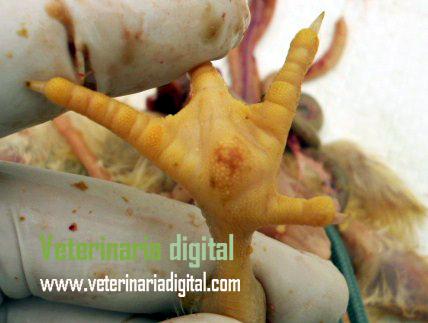 Plantar deficiency of biotin