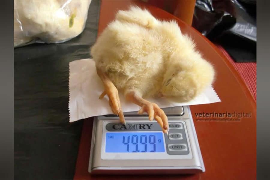 Toxic Hepatoenteritis in Poultry