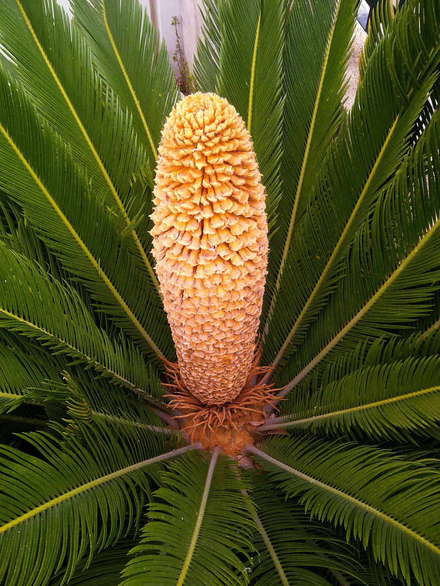 Cycas, pancronic plant. Dissemination 103rd