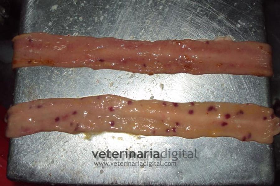 Avian Clostridium