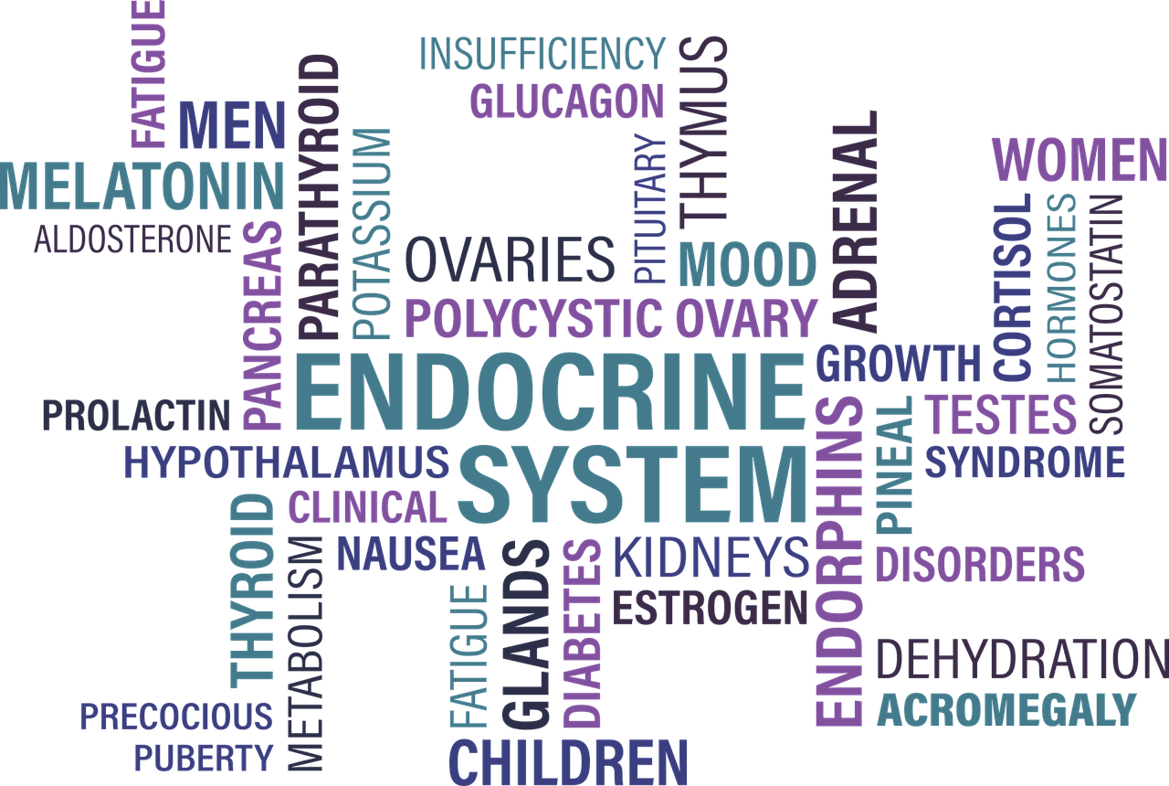Endocrine system origin. Dissemination 45th