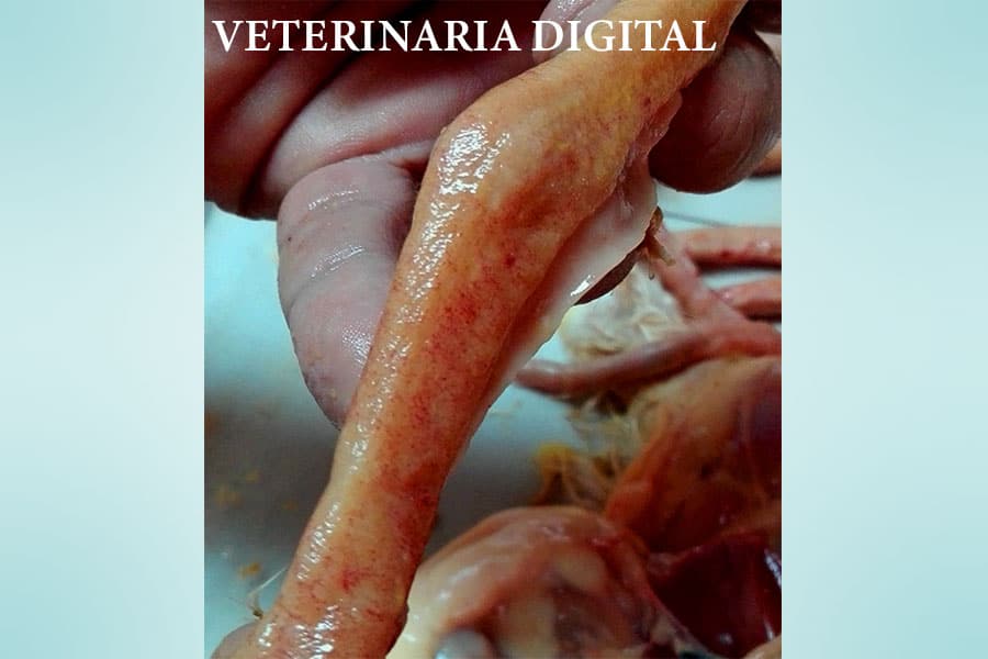 Deficiencia de biotina y Eimeria acervulina
