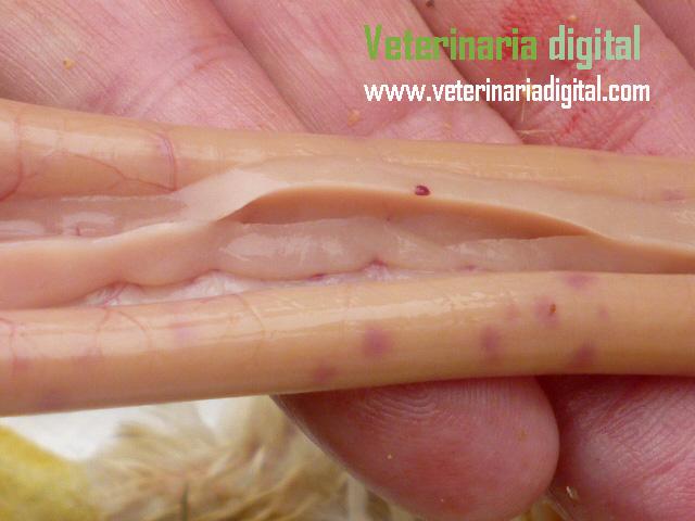 Necrotic enteritis by using feather meal