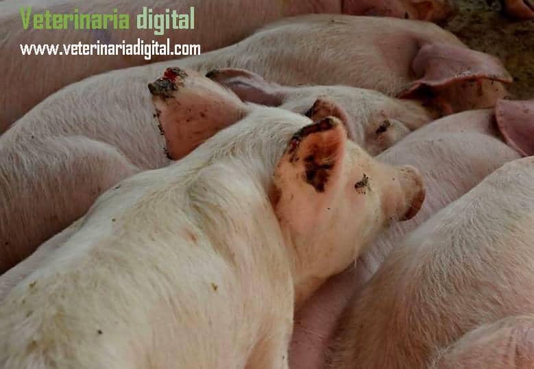 Porcine dermatitis-nephropathy syndrome: cyanotic necrosis