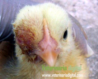 Aspergilosis ocular