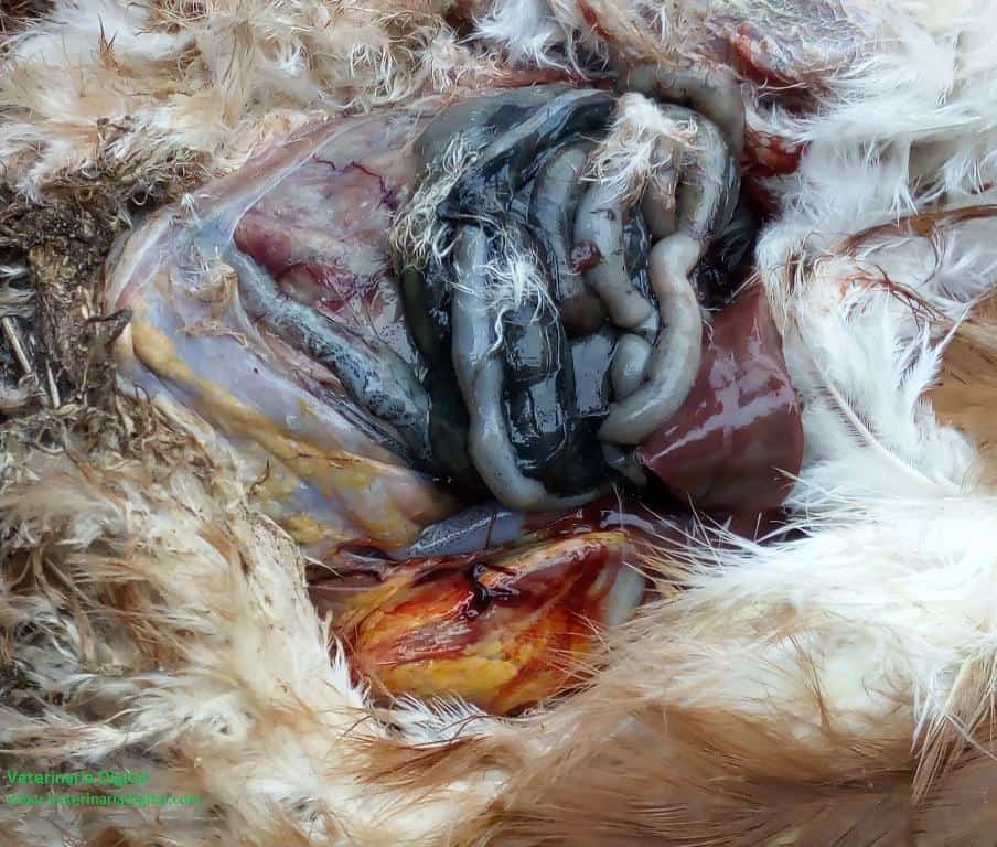 Puesta intraabdominal