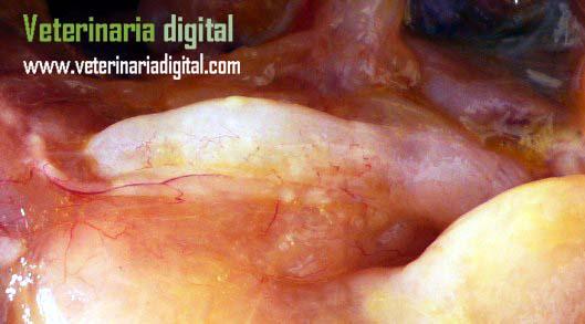 Infectious bronchitis: Floccules in hidrosalpingitis