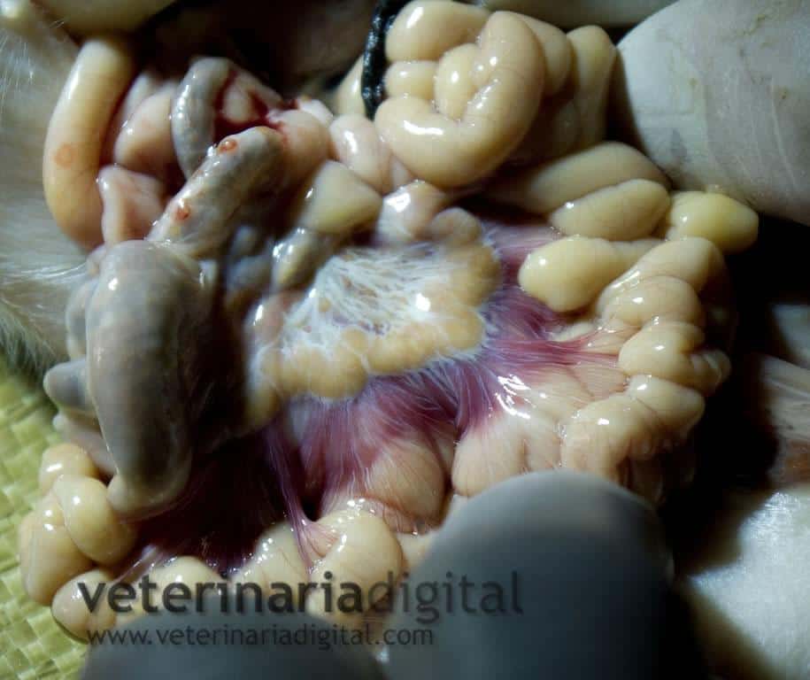 Ganglios linfáticos intestinales infectados en el lechón de 1 día de edad por actinobacilosis